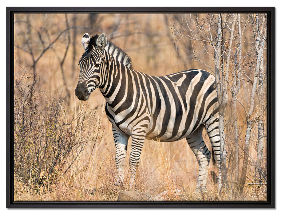 einsames Zebra auf Leinwandbild gerahmt Größe 80x60