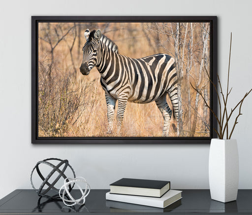 einsames Zebra auf Leinwandbild gerahmt mit Kirschblüten