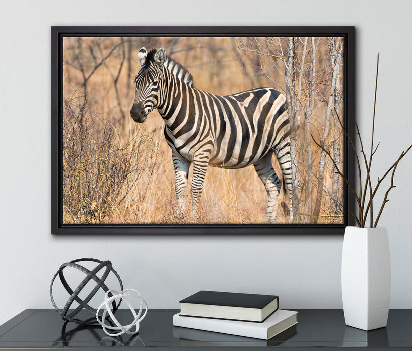 einsames Zebra auf Leinwandbild gerahmt mit Kirschblüten