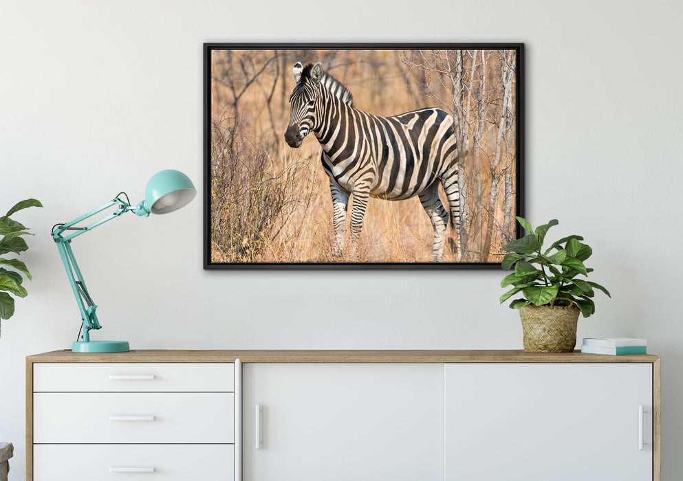 einsames Zebra auf Leinwandbild gerahmt verschiedene Größen im Wohnzimmer