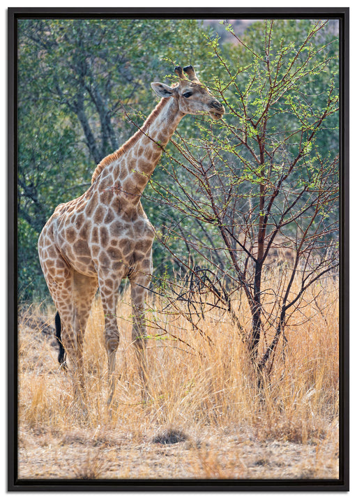 Giraffe beim Fressen auf Leinwandbild gerahmt Größe 100x70