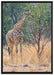Giraffe beim Fressen auf Leinwandbild gerahmt Größe 100x70