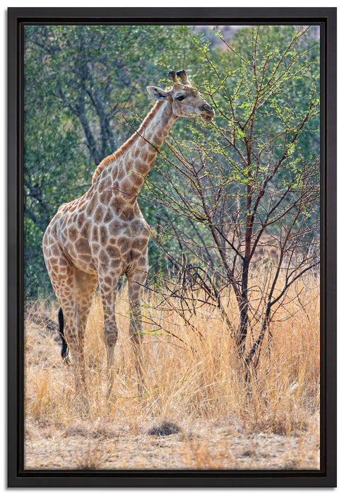 Giraffe beim Fressen auf Leinwandbild gerahmt Größe 60x40