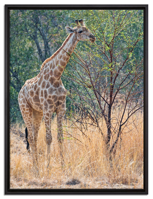 Giraffe beim Fressen auf Leinwandbild gerahmt Größe 80x60