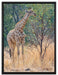 Giraffe beim Fressen auf Leinwandbild gerahmt Größe 80x60