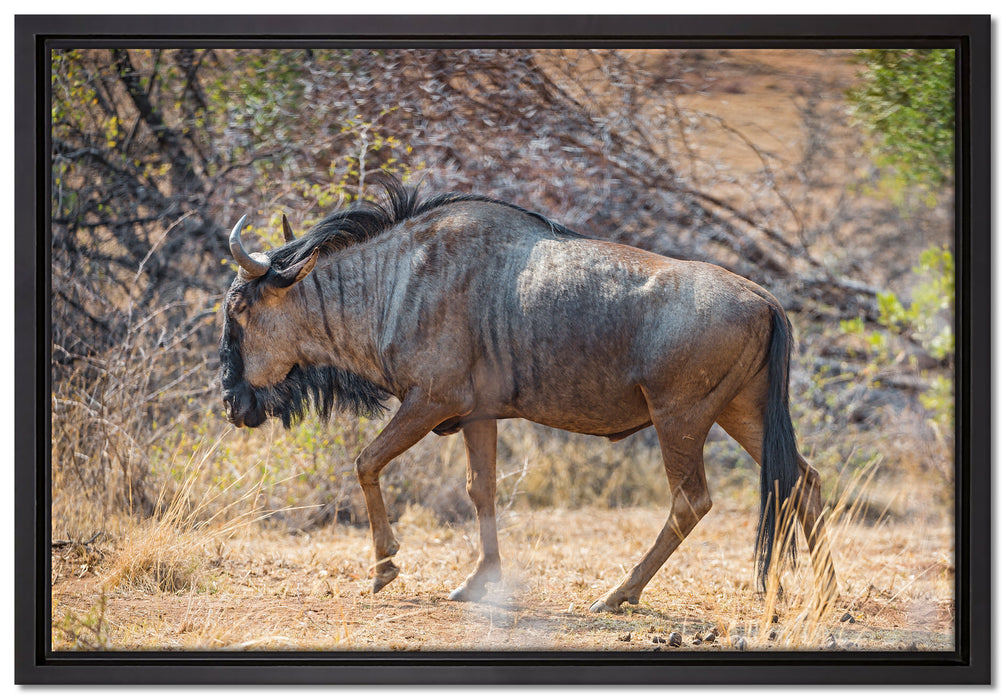 Kaffernbüffel in der Savanne auf Leinwandbild gerahmt Größe 60x40