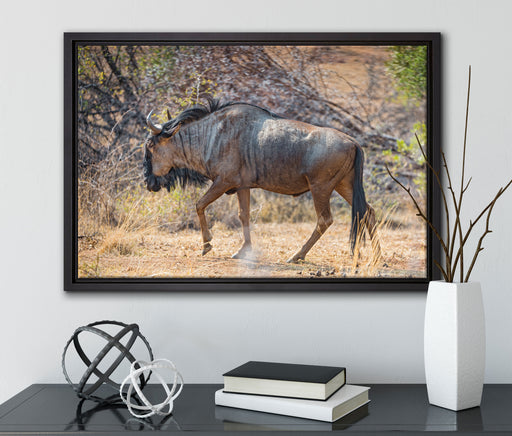 Kaffernbüffel in der Savanne auf Leinwandbild gerahmt mit Kirschblüten