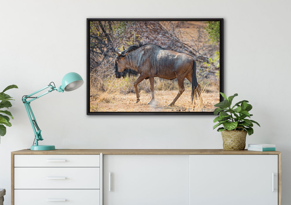 Kaffernbüffel in der Savanne auf Leinwandbild gerahmt verschiedene Größen im Wohnzimmer
