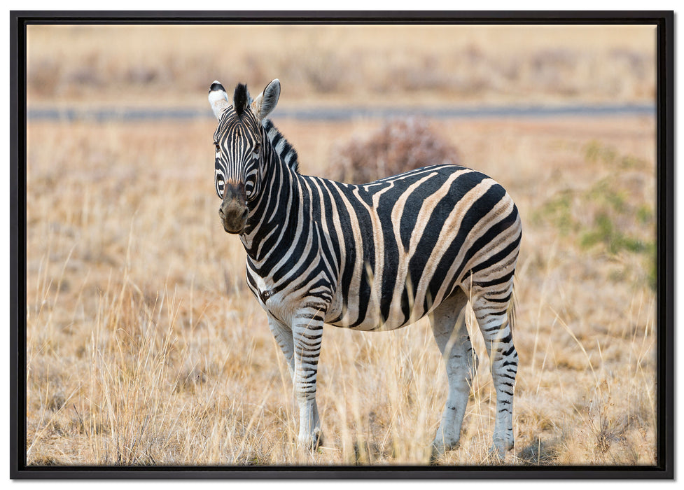 Zebra im Wildgras auf Leinwandbild gerahmt Größe 100x70