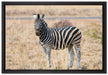 Zebra im Wildgras auf Leinwandbild gerahmt Größe 60x40