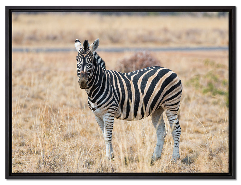 Zebra im Wildgras auf Leinwandbild gerahmt Größe 80x60