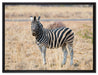 Zebra im Wildgras auf Leinwandbild gerahmt Größe 80x60