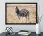 Zebra im Wildgras auf Leinwandbild gerahmt mit Kirschblüten