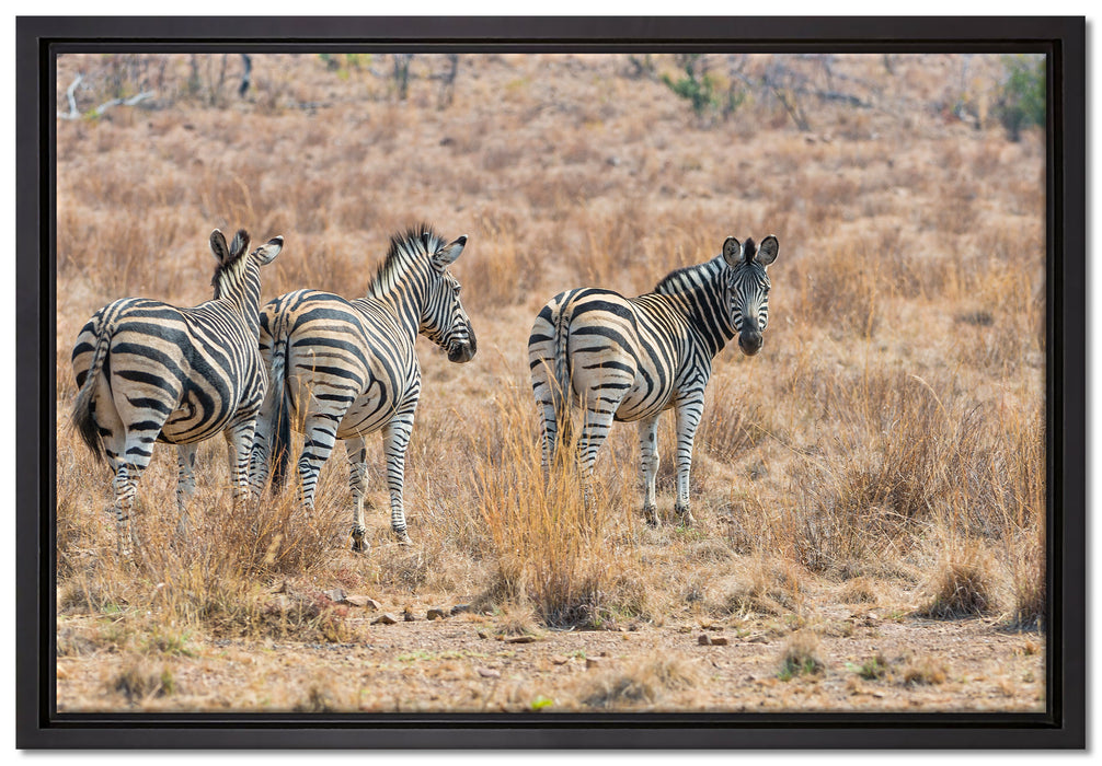 Zebraherde im Wildgras auf Leinwandbild gerahmt Größe 60x40