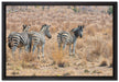 Zebraherde im Wildgras auf Leinwandbild gerahmt Größe 60x40