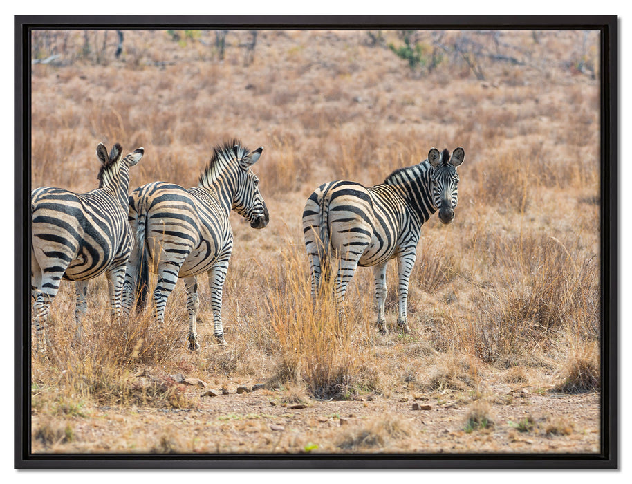 Zebraherde im Wildgras auf Leinwandbild gerahmt Größe 80x60