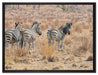 Zebraherde im Wildgras auf Leinwandbild gerahmt Größe 80x60