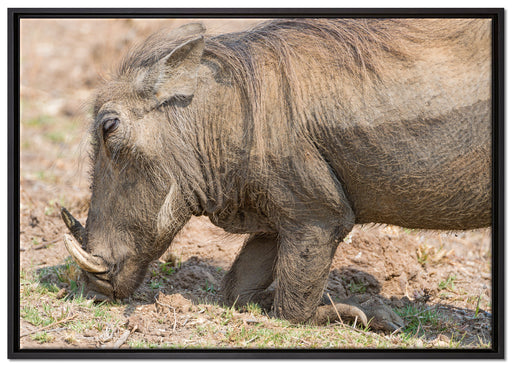 Warzenschwein durchwühlt Boden auf Leinwandbild gerahmt Größe 100x70