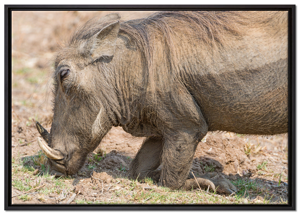 Warzenschwein durchwühlt Boden auf Leinwandbild gerahmt Größe 100x70