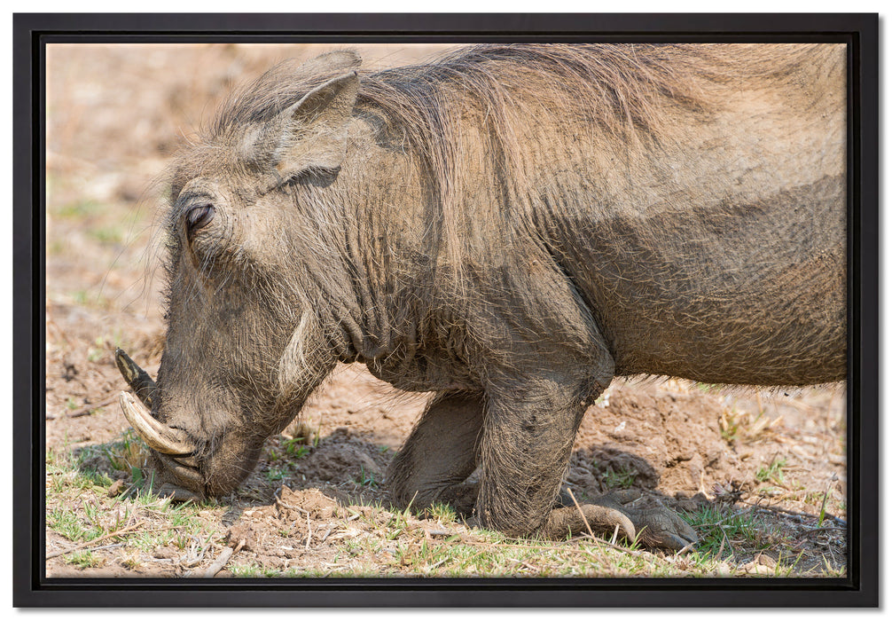 Warzenschwein durchwühlt Boden auf Leinwandbild gerahmt Größe 60x40