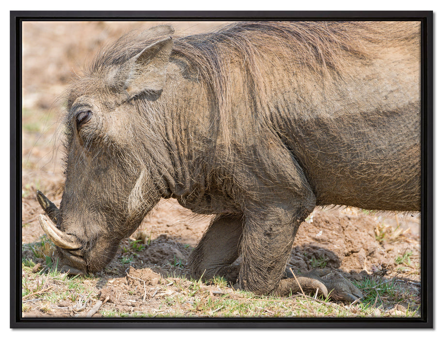 Warzenschwein durchwühlt Boden auf Leinwandbild gerahmt Größe 80x60