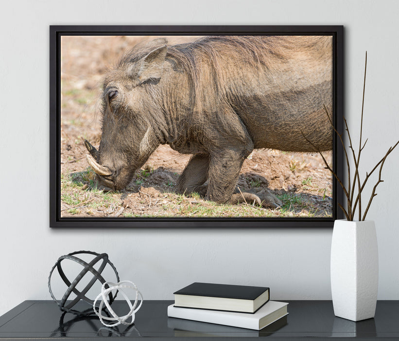 Warzenschwein durchwühlt Boden auf Leinwandbild gerahmt mit Kirschblüten