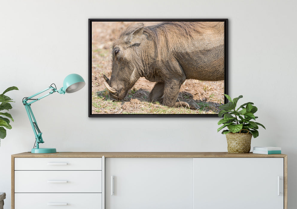 Warzenschwein durchwühlt Boden auf Leinwandbild gerahmt verschiedene Größen im Wohnzimmer