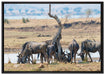 Kaffernbüffel Herde in Savanne auf Leinwandbild gerahmt Größe 100x70