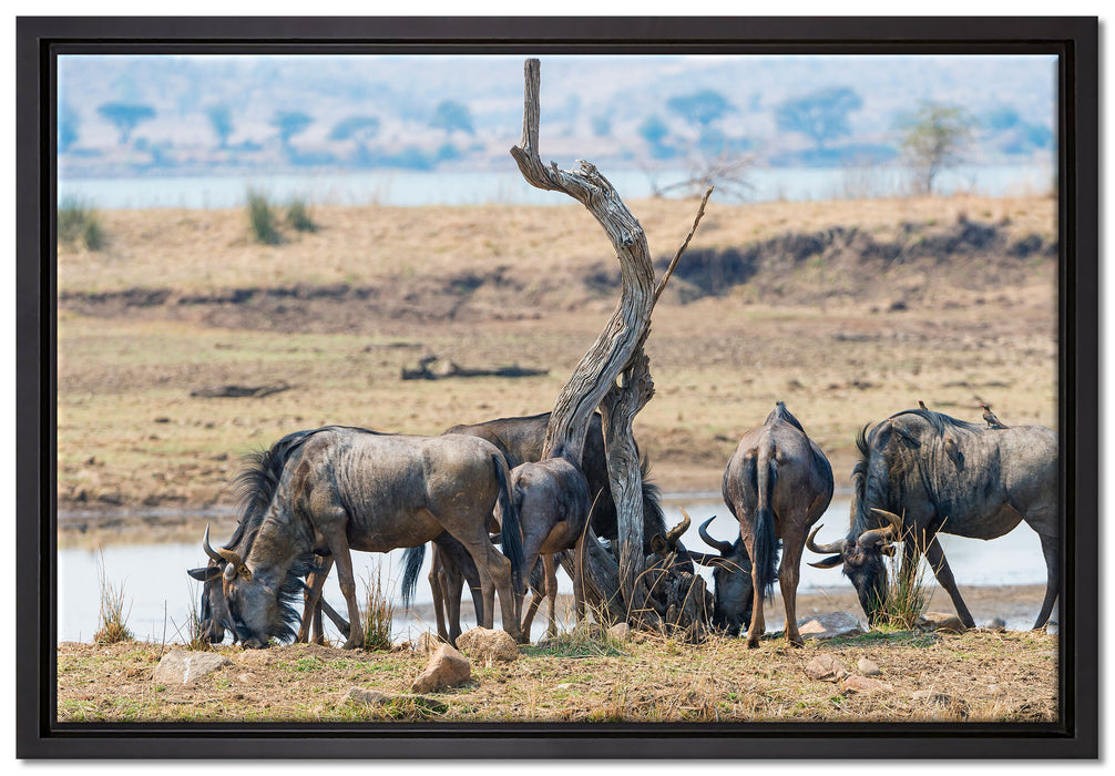 Kaffernbüffel Herde in Savanne auf Leinwandbild gerahmt Größe 60x40