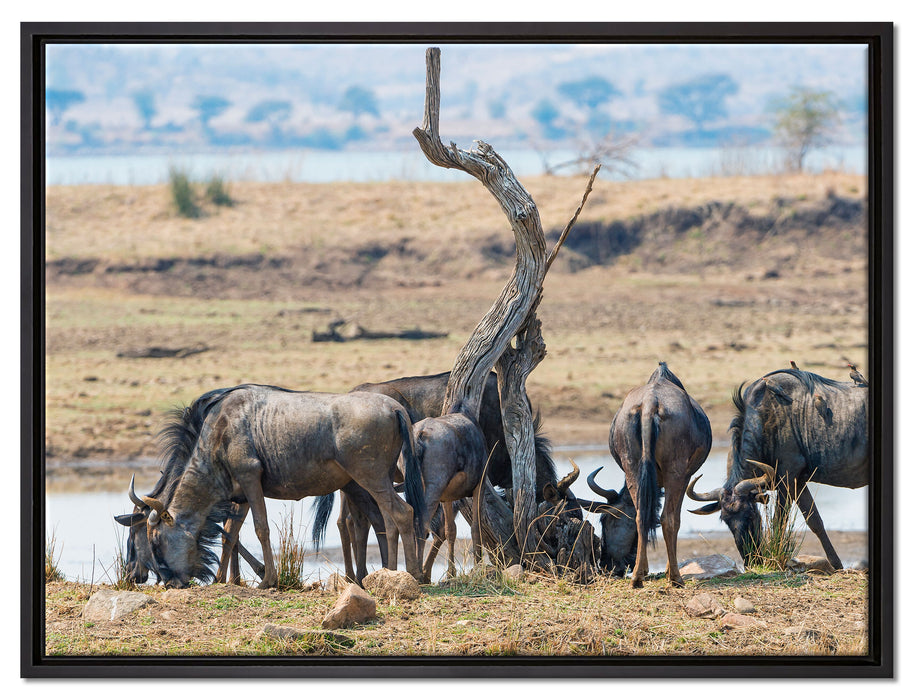 Kaffernbüffel Herde in Savanne auf Leinwandbild gerahmt Größe 80x60