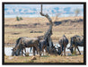 Kaffernbüffel Herde in Savanne auf Leinwandbild gerahmt Größe 80x60