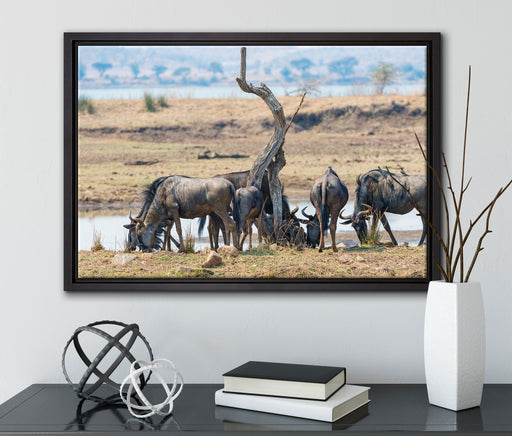 Kaffernbüffel Herde in Savanne auf Leinwandbild gerahmt mit Kirschblüten