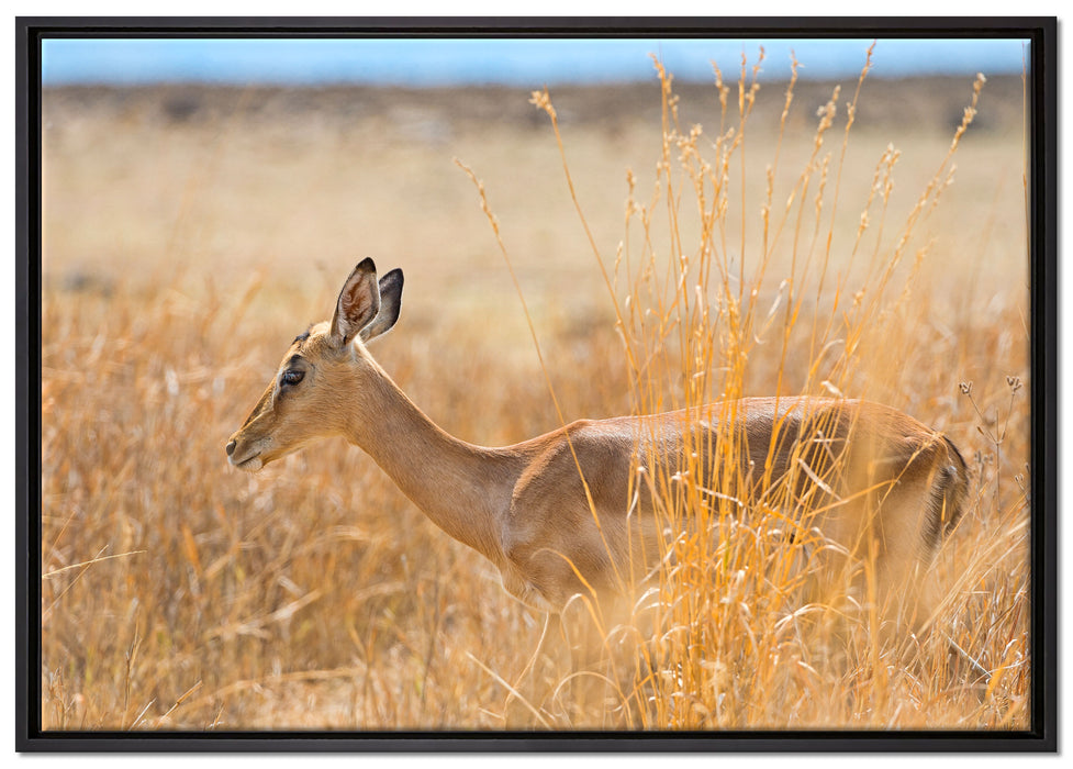 Gazelle im hohen Gras auf Leinwandbild gerahmt Größe 100x70