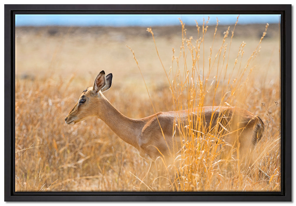 Gazelle im hohen Gras auf Leinwandbild gerahmt Größe 60x40