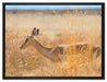 Gazelle im hohen Gras auf Leinwandbild gerahmt Größe 80x60