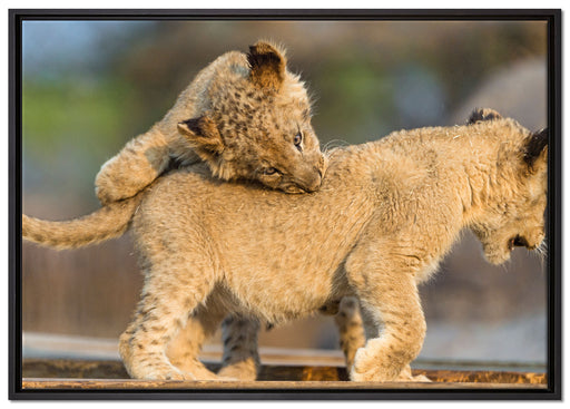 Löwenjunge beim Spielen auf Leinwandbild gerahmt Größe 100x70