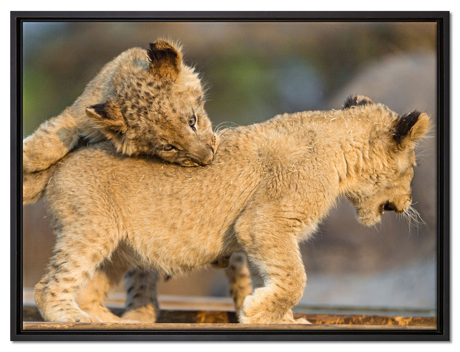 Löwenjunge beim Spielen auf Leinwandbild gerahmt Größe 80x60