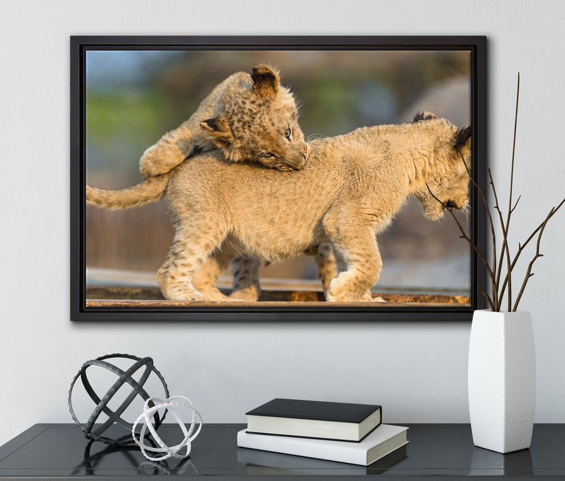 Löwenjunge beim Spielen auf Leinwandbild gerahmt mit Kirschblüten