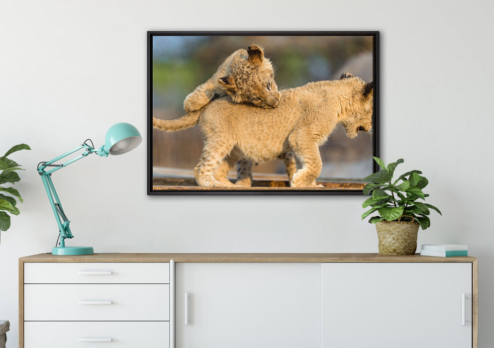 Löwenjunge beim Spielen auf Leinwandbild gerahmt verschiedene Größen im Wohnzimmer
