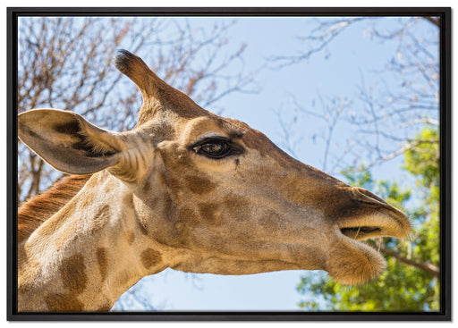 anmutige Giraffe isst auf Leinwandbild gerahmt Größe 100x70