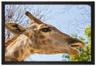 anmutige Giraffe isst auf Leinwandbild gerahmt Größe 60x40