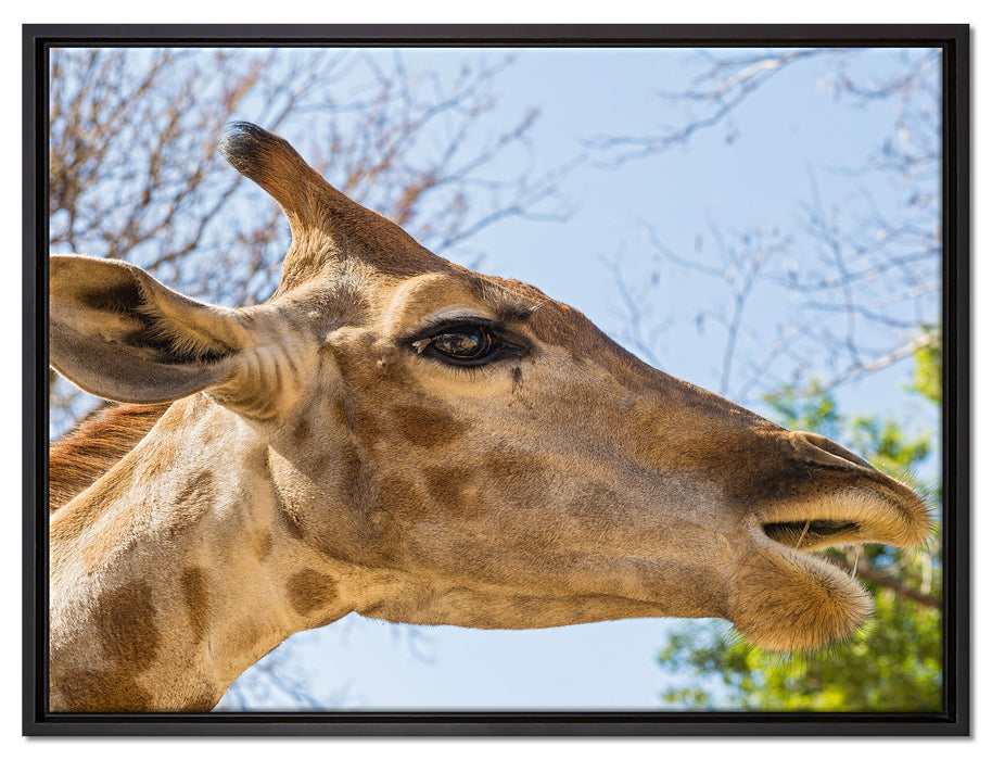 anmutige Giraffe isst auf Leinwandbild gerahmt Größe 80x60