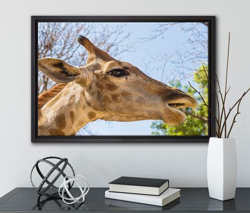 anmutige Giraffe isst auf Leinwandbild gerahmt mit Kirschblüten