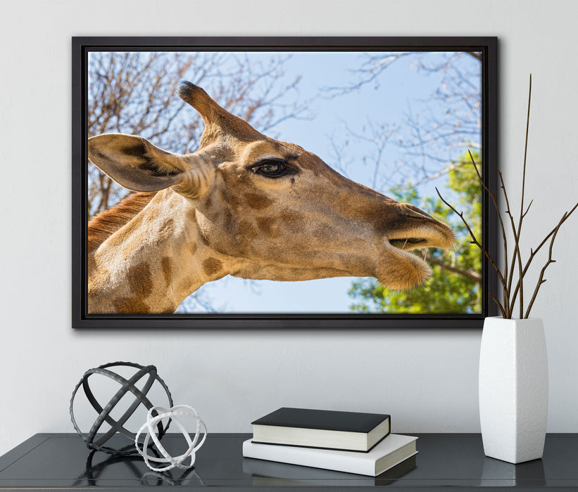 anmutige Giraffe isst auf Leinwandbild gerahmt mit Kirschblüten