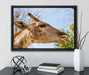 anmutige Giraffe isst auf Leinwandbild gerahmt mit Kirschblüten