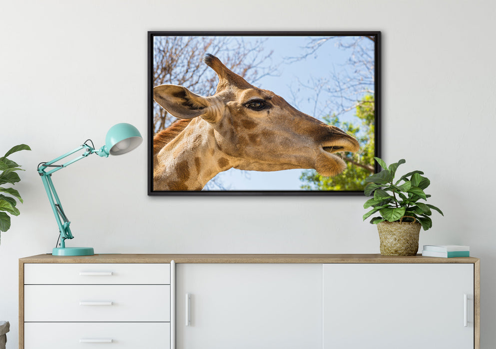 anmutige Giraffe isst auf Leinwandbild gerahmt verschiedene Größen im Wohnzimmer