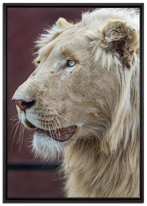 prächtiger weißer Löwe auf Leinwandbild gerahmt Größe 100x70