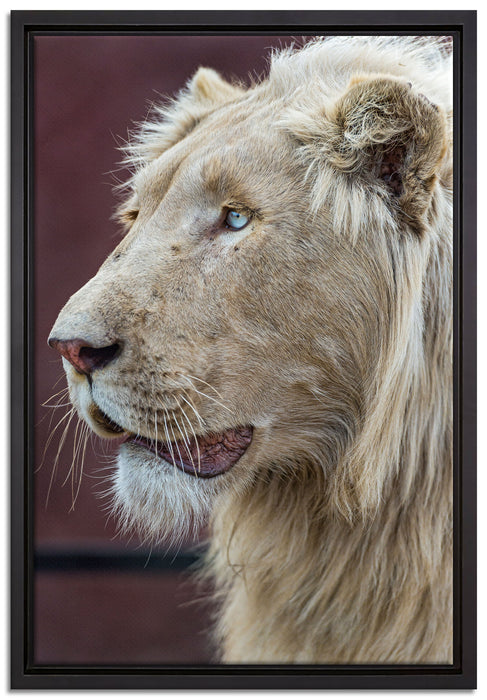 prächtiger weißer Löwe auf Leinwandbild gerahmt Größe 60x40