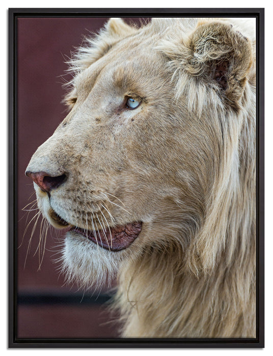 prächtiger weißer Löwe auf Leinwandbild gerahmt Größe 80x60