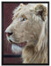 prächtiger weißer Löwe auf Leinwandbild gerahmt Größe 80x60